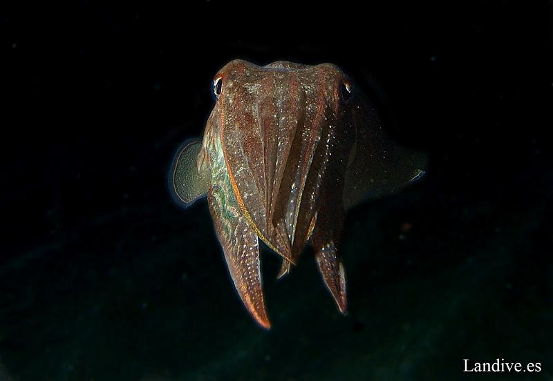 Choco ( Sepia officialis )2.jpg - OLYMPUS DIGITAL CAMERA